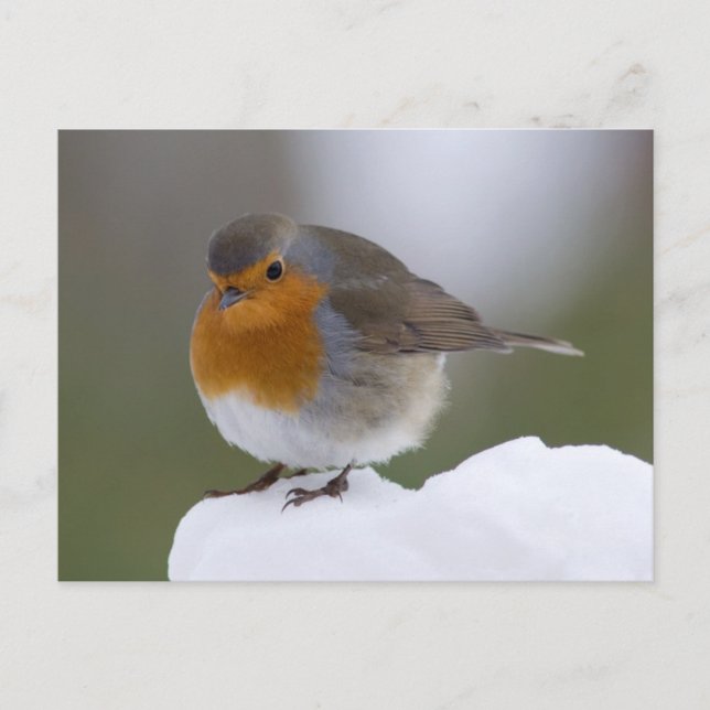 Europäischer Robin im Schnee-Postkarte Postkarte (Vorderseite)