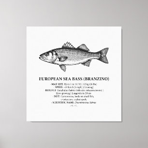 Europäischer Seebarsch Branzino Vintage  Leinwanddruck