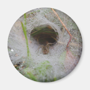 Europäischer Trichter-Web spider Magnet