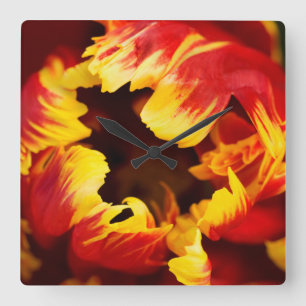 Europe, Netherlands, Lisse. Parrot tulip Quadratische Wanduhr