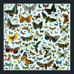 Europe’s Best-Known Butterflies and Moths Collage Poster<br><div class="desc">Reproduktion eines lithographischen Ausdrucks von "Europas bekanntesten Schmetterlingen" (F. Nemos, Berlin, 1895) Sie können dieses Produkt auf vielfältige Weise verändern oder personalisieren. Die Bilder können verschoben, verändert oder verändert werden, und viele Rahmen und Hintergrundfarben können geändert werden. Bitte experimentieren oder sehen Sie andere Produkte, um zu sehen, was möglich ist,...</div>