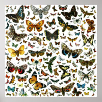 Europe’s Best-Known Butterflies and Moths Collage