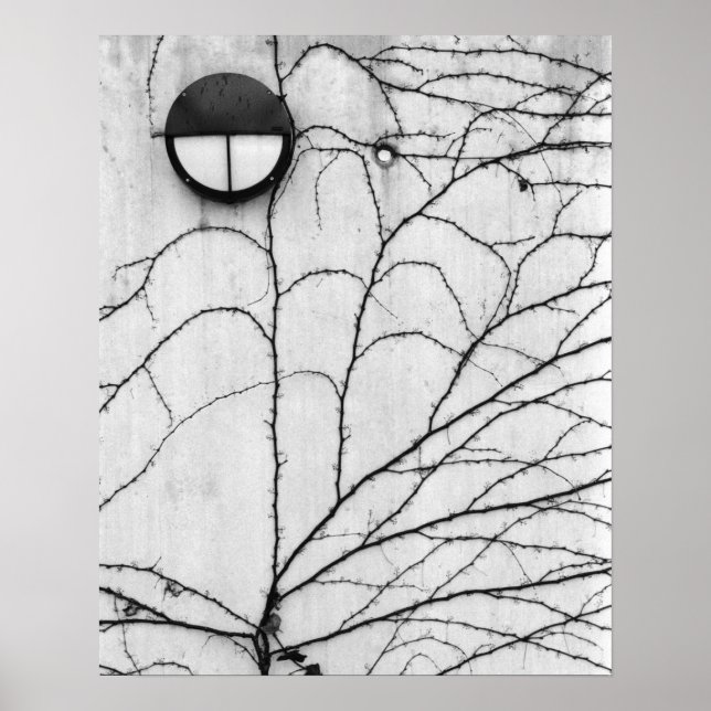Europe, Switzerland, Lucerne. Ivy pattern on Poster (Vorne)