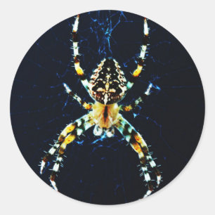 European Garden Spider STKC Runder Aufkleber