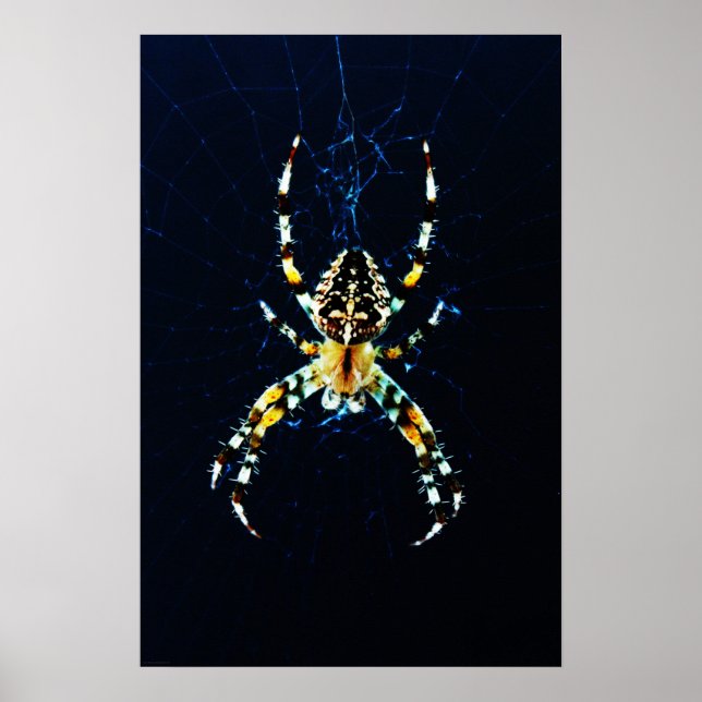 European Garden Spider wapcn Poster (Vorne)