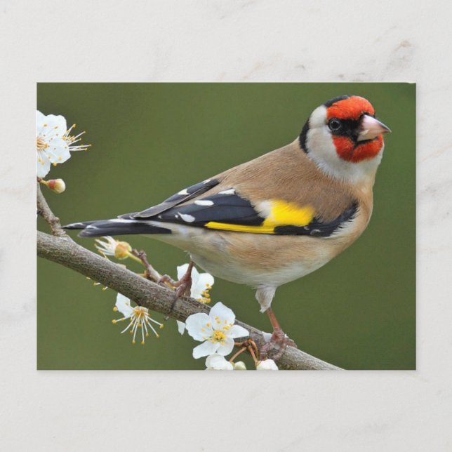 European Goldfinch (Carduelis carduelis) Postkarte (Vorderseite)