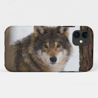 European Grey Wolf Case-Mate iPhone Hülle