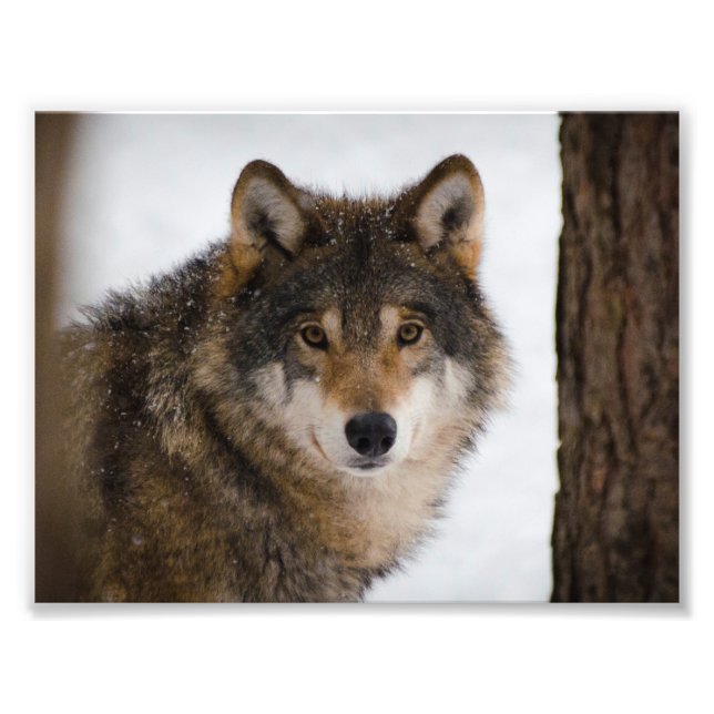 European Grey Wolf Fotodruck (Vorne)
