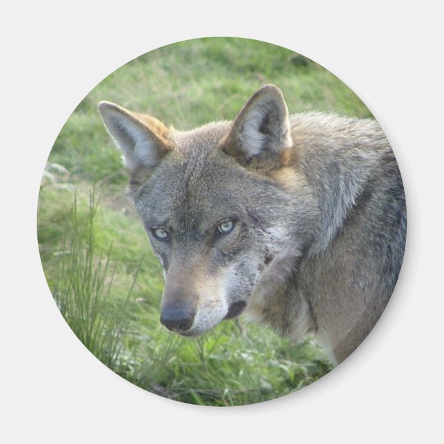 European Grey Wolf Magnet (Vorne)