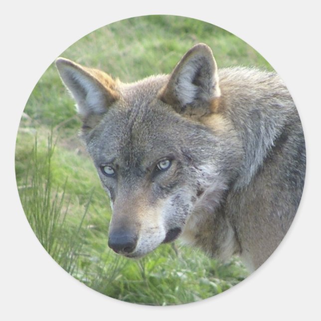 European Grey Wolf Runder Aufkleber (Vorderseite)