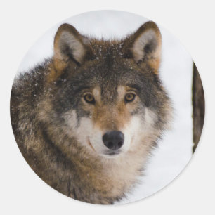 European Grey Wolf Runder Aufkleber