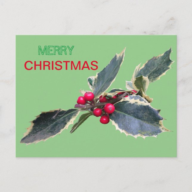 European Holly Frory Weihnachtskust. Postkarte (Vorderseite)