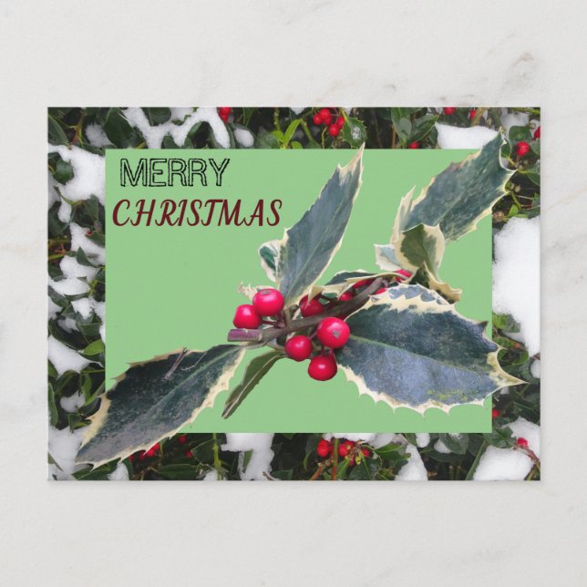 European Holly with Snow Merry Christmas Postcard Postkarte (Vorderseite)