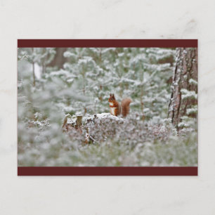 European Red Squirrel Postkarte