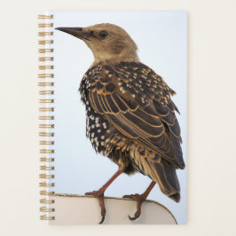 European Starling Planner Planer