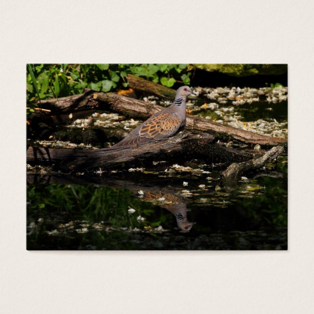European turtle dove (Vorderseite)