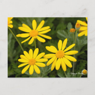 Euryops Daisy [Postcard] Postkarte
