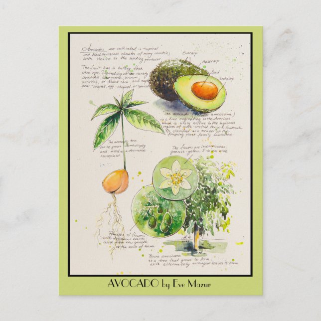 EVE Painted Avocado Botanical Illustration Poster Postkarte (Vorderseite)