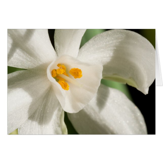 Événement et Mariage de printemps à fleurs blanche (Devant horizontal)