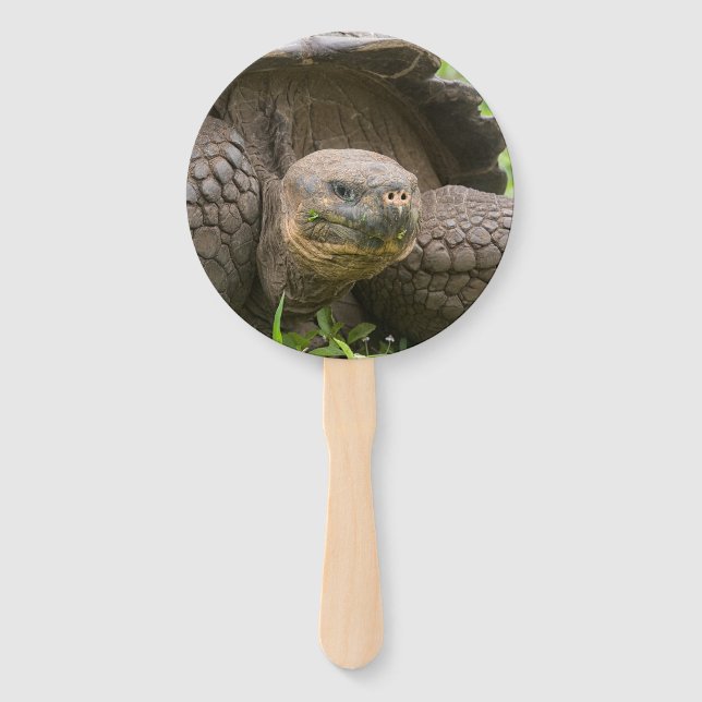 Éventail Tortue géante (Devant)