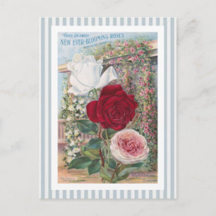 Ever-Blooming Roses Vintage Art Postkarte
