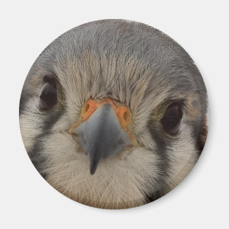 Everett Magnet