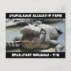 Everglades Alligator Farm - Frühstück inklusive - Postkarte