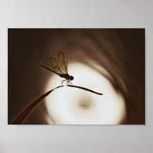 Everglades Dragonfly