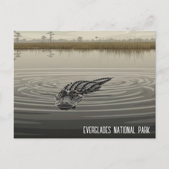 Everglades Florida Alligator Travel Postkarte (Vorderseite)