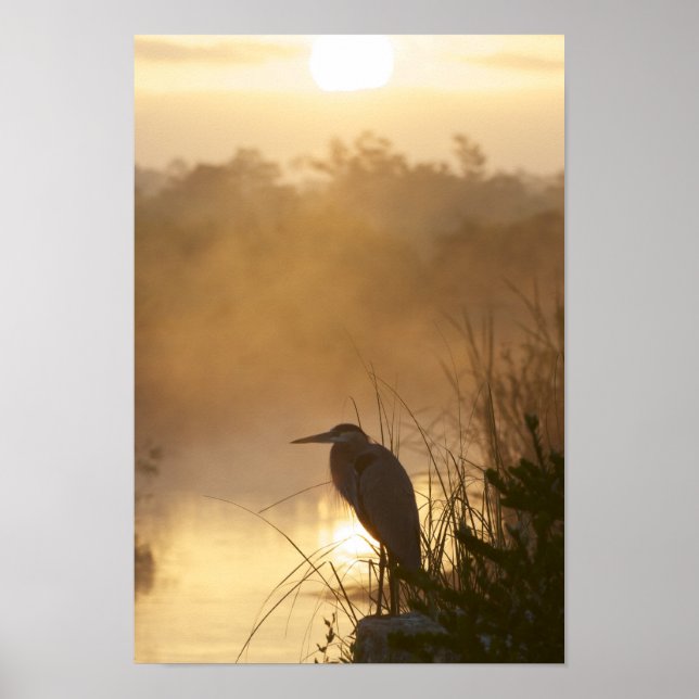 Everglades Great Blue Heron Poster (Vorne)