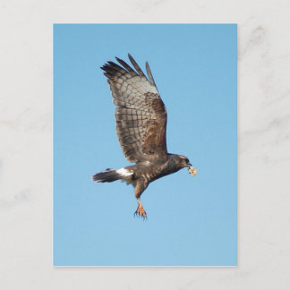 Everglades Kite Postkarte