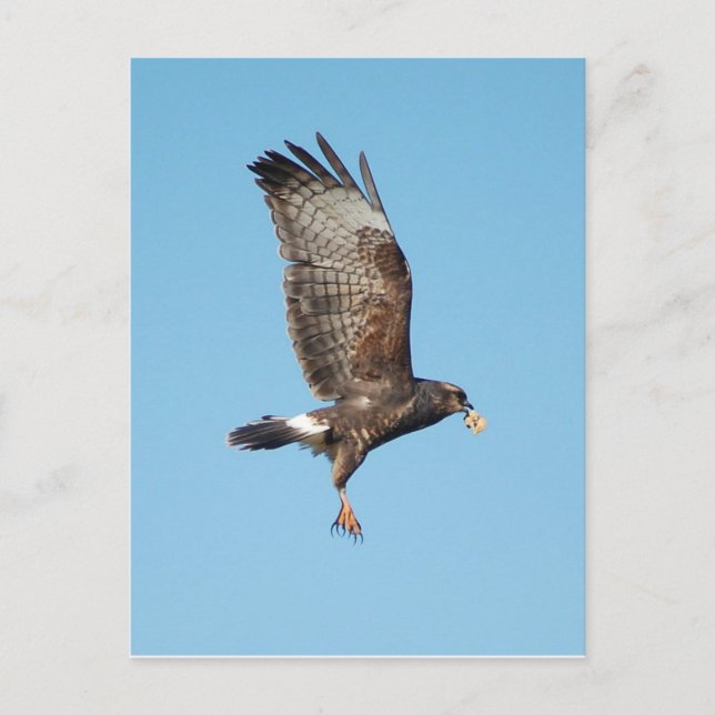 Everglades Kite Postkarte (Vorderseite)