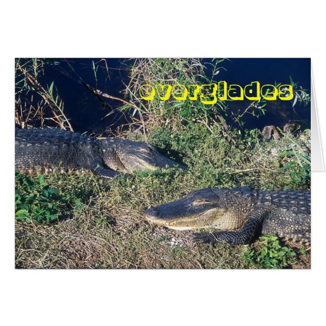 Everglades National Park Alligators (Vorderseite (Horizontal))
