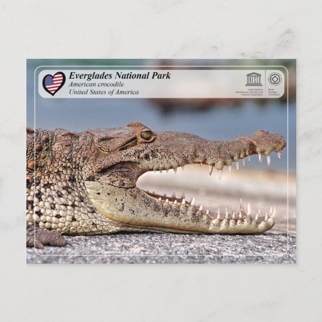 Everglades National Park - American Crocodile Postkarte (Vorderseite)