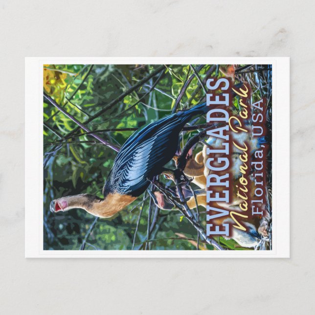 EVERGLADES NATIONAL PARK - FLORIDA VEREINIGTE STAA POSTKARTE (Vorderseite)
