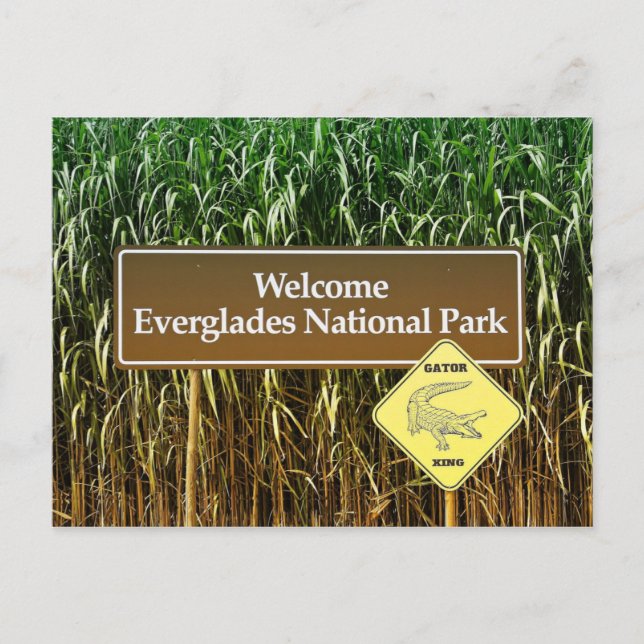 Everglades National Park Sign, Gator Crossing Postkarte (Vorderseite)