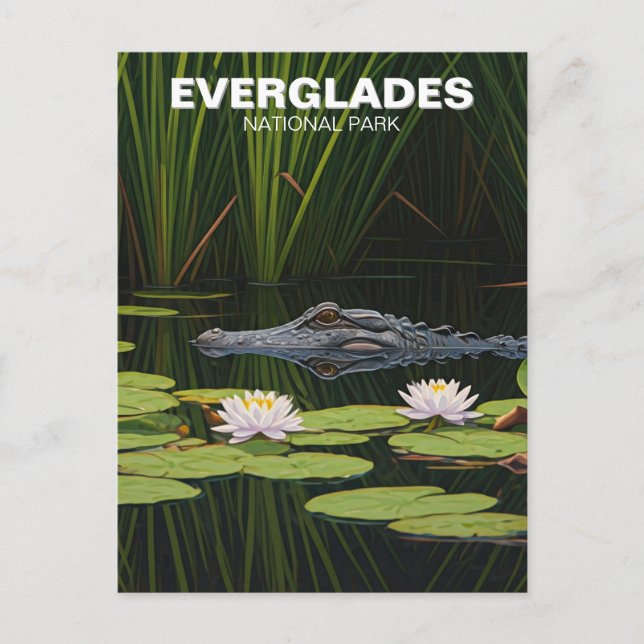 Everglades Nationalpark Florida Alligator Postkarte (Vorderseite)