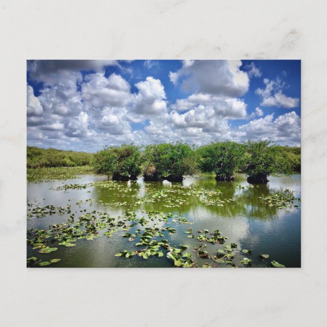 Everglades, Nationalpark, Florida Postkarte (Vorderseite)