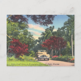 Everglades Nationalpark Florida Vintag Postkarte