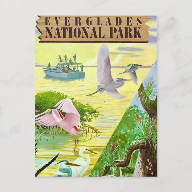 Everglades Nationalpark Postcard Postkarte (Vorderseite)