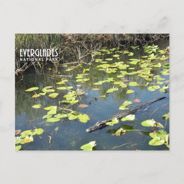 Everglades Postcard Feiertagspostkarte (Vorderseite)