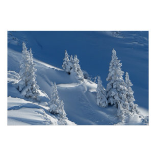Evergreen Firs bedeckt mit Winterschnee Poster