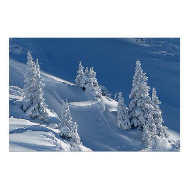 Evergreen Firs bedeckt mit Winterschnee Poster (Vorderseite)