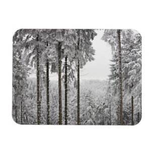 Evergreen forest im Winter Magnet