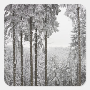 Evergreen forest im Winter Quadratischer Aufkleber