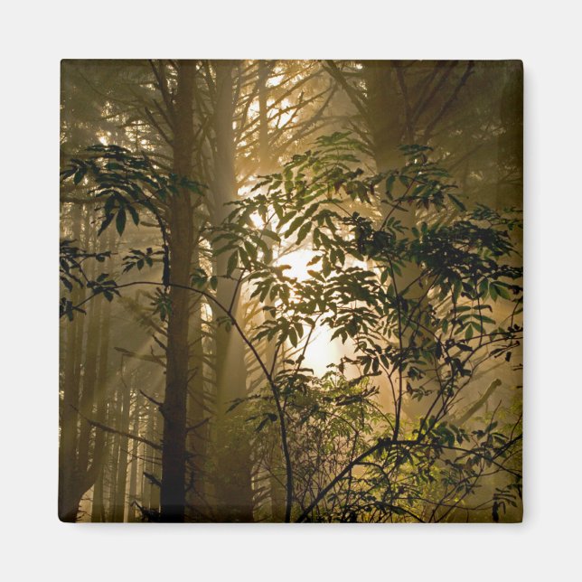 Evergreen Forest | Oregon Coast Magnet (Vorne)