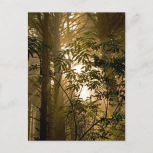 Evergreen Forest   Oregon Coast Postkarte