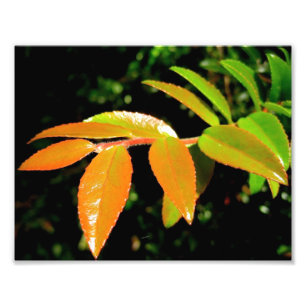 Evergreen Huckleberry Fotodruck