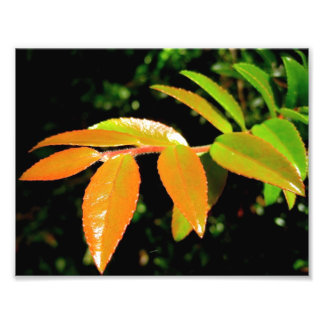 Evergreen Huckleberry Fotodruck