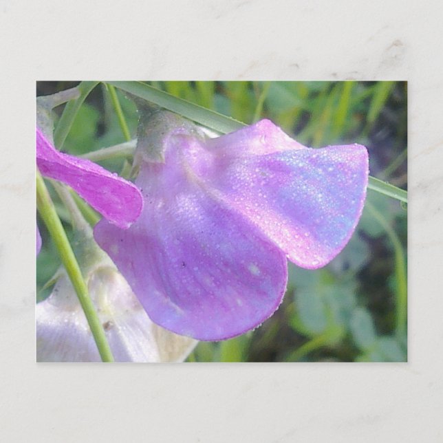 Everlasting Sweet Pea Postcard Postkarte (Vorderseite)